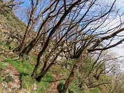 In Canto Alto (1146 m) da Ripa-Zogno ad anello fiorito il 10 aprile 2025 - FOTOGALLERY